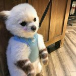 (88년생<b>부사장</b>)강아지 이름 추천부탁드립니다.