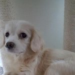 [강아지] <b>알콜</b>중독 호더에게서 구조 된 망울이