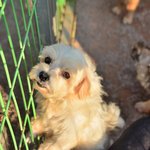 <b>맑음</b>/말티즈/남아(중성화 완료)/2세/3kg  * 순둥순둥하고 맑은...