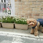 [강아지] 망망 0ㅅ0! 난 <b>코코</b>다