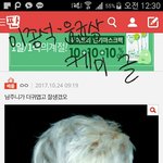 방탄댓글 글마다 지겹지도 않냐