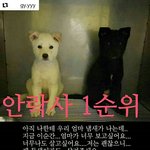 [강아지] 안락사 앞두고 있다고 해요 ~ <b>관심</b> 부탁드려요!!!