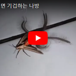 [댓글부탁해] 군대에서 보면 기겁하는 <b>나방</b>
