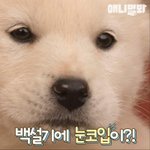 [드루와] 아까 새끼강아지가 혼자 돌아다니길래