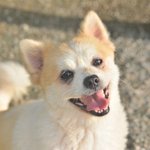 애정/포메라이언/여아/5kg/3살  *갈색과 <b>흰색</b>털의 조화가 너무 예쁜...