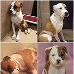 [강아지] 4번이나 버림받은 강아지의 <b>사연</b>