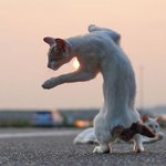 난 외로울 때 춤을 춘다냥...