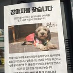 <b>이</b> <b>강아지</b> 종 뭔지 알아? 제발 ㅠㅠ