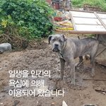 철거중인 개농장에서 살아남은 두 아이...