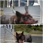 [강아지] 개장수에게 끌려가는 산이를 구조하는 모습