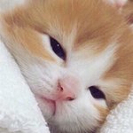 [댓글부탁해] 올리브영 바디미스트나 향수 ㅊㅊ좀