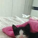 부르면 달려오는 사랑스러운 남매 냥이, 삼색이 턱시도 입양 홍보...