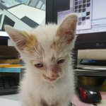 [고양이] 잘가라 예쁜아기