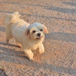 <b>맑음</b>/말티즈/남아(중성화 완료)/2세/3kg  다시는 버림받고 싶지...