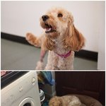 [강아지] 세탁건조기에서 아이를 구해낸 강아지