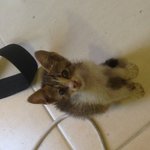 [고양이] (+) 짜증나는 길고양이