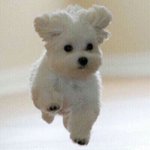 ㅅㅂ오늘 <b>양털</b>후집입었는데 개더워;;;