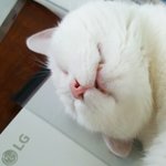 [드루와] <b>반려동물</b> 짤 풀고가!!