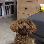 [강아지] <b>셀프</b> 강아지 미용 후기ㅠㅠ