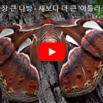 [댓글조언꼭] 세상에서 가장 큰 <b>나방</b> - 새보다 더 큰 '아틀라스 <b>나방</b>'