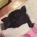 <b>박쥐</b>가 아직도 무서운가요?