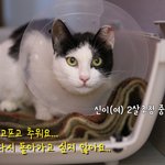 [성남시] 신이가 방사되지 않도록 따뜻한 관심 부탁드려요.