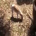 [강아지] 죽은 아기 강아지 장례식을 치뤄주는 어<b>미개</b>