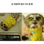 [드루와] 난 슈가 좋은딩....판 왜이럼 ㅠ