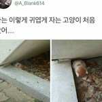 [댓글부탁해] <b>개</b><b>쳐</b>웃었던썰 올리거나 적고가자