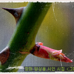 둥글지 못하고 모가 나 고민이라면 읽어 보시길! 장미 <b>양상</b>용 시인