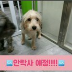 ✔<b>요키</b>믹스 5개월 4키로 수컷✔