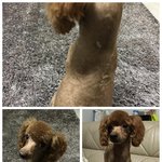 분양이 되어 갔다가 <b>파양</b>된 아이입니다.