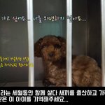 푸들 여아 7살추정 3킬로