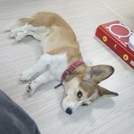 [강아지] <b>추운</b>날 공원에 버려진 강아지 키워주실분 웰시코기