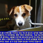 <b>믹스</b>견에게도 희망이 필요해요, 살려주세요..