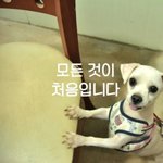 밀크/말티즈/<b>여아</b>/4살/3.5kg  강아지공장에서 구조된 밀크