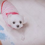 내 유일한 가족...