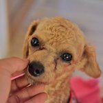 알리/.푸들/<b>남아</b>(중성화완료)/3살/2kg  알리 뜬장에서 구조된...