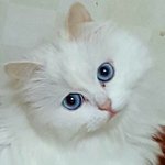 [고양이] <b>간식</b> 안사놓고 싶은데...