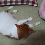 나의 동거묘 <b>도칠</b>이 가을 사진들 풀어봄.