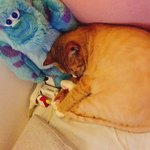 [충이묵이] 고양이의 <b>식빵</b>을 다각도로 살펴보자