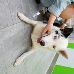 ✔보더콜리 2살추정 <b>수컷</b>✔