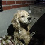 [드루와] 코카 여아 <b>임보처</b> 구합니다.