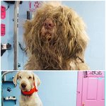[강아지] 털이 많아서 똥을 못싸는 강아지