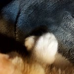 [고양이] 이제는 고양이도 <b>손하트</b>를....