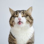 혓바닥으로 <b>잔망</b>부리는 냥이