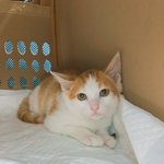 [고양이] 동생이 생긴 <b>아미</b>짱16