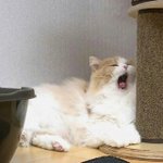[EXO] ㅈ같네 방에 <b>모기</b>있음...