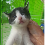 [고양이] 턱시도 아기냥 분양 해요( 경북 <b>경산</b>)