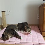 [고양이] <b>뚱</b>냥이들 다이어트 시키는 방법 좀 알려주세요~~